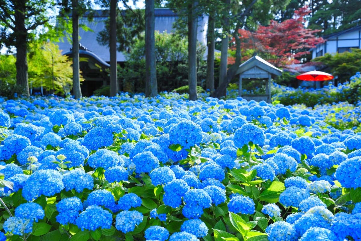 Odoo • Image and Text